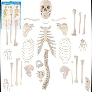 Disarticulated Human Skeleton, Full Unassembled Anatomical Model